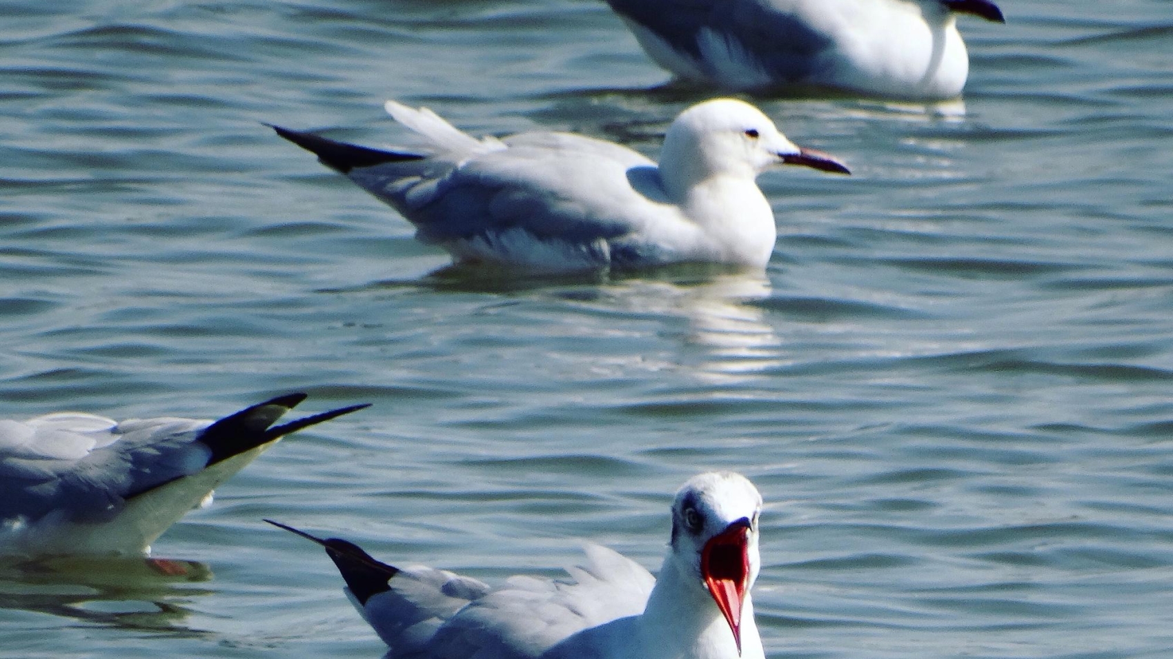 ducks-lake_1048944-25165280